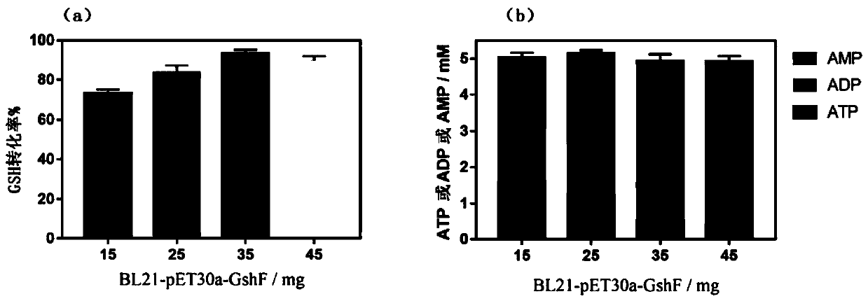 Mixed cultivation technology of recombinant escherichia coli for producing glutathione and application of mixed cultivation technology