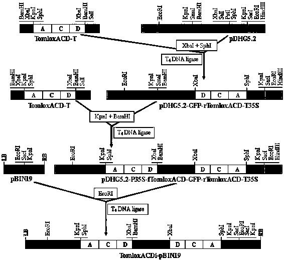 Tomato lipoxygenase family silent expression vector, and construction method and application thereof