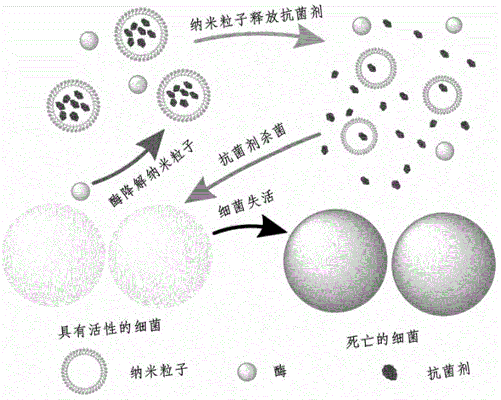 A kind of chemical graft type long-acting slow-release antibacterial silk suture and preparation method thereof