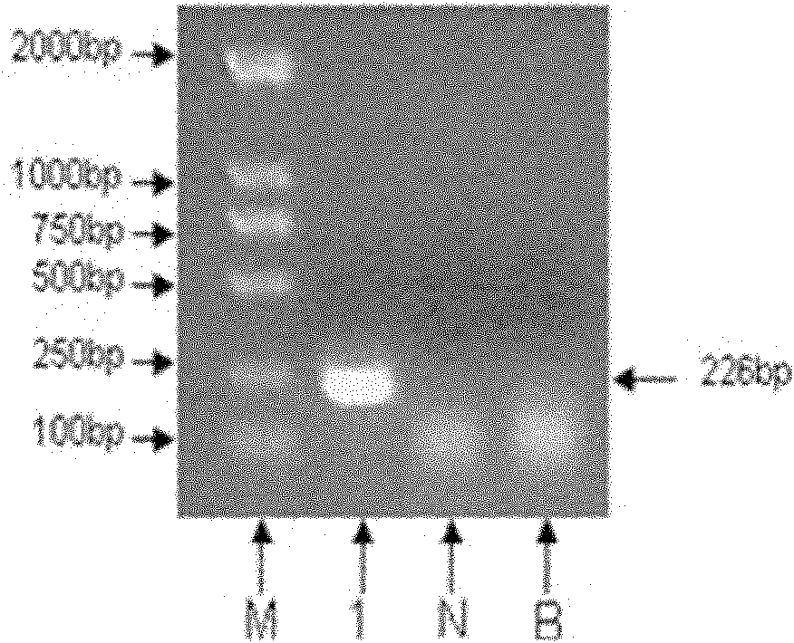 Method for building 7-day-old mouse model infected with enterovirus 71