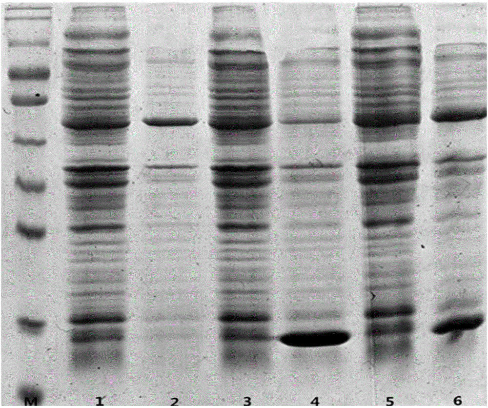 Mercury-fibrinogen chelate and preparation method therefor and application thereof