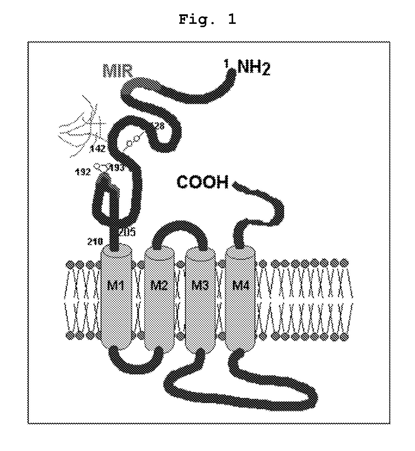 Recombinant chimeric acetylcholine receptors and their derivatives recognized by CD4 T cells of myasthenic patients for the treatment of myasthenia gravis