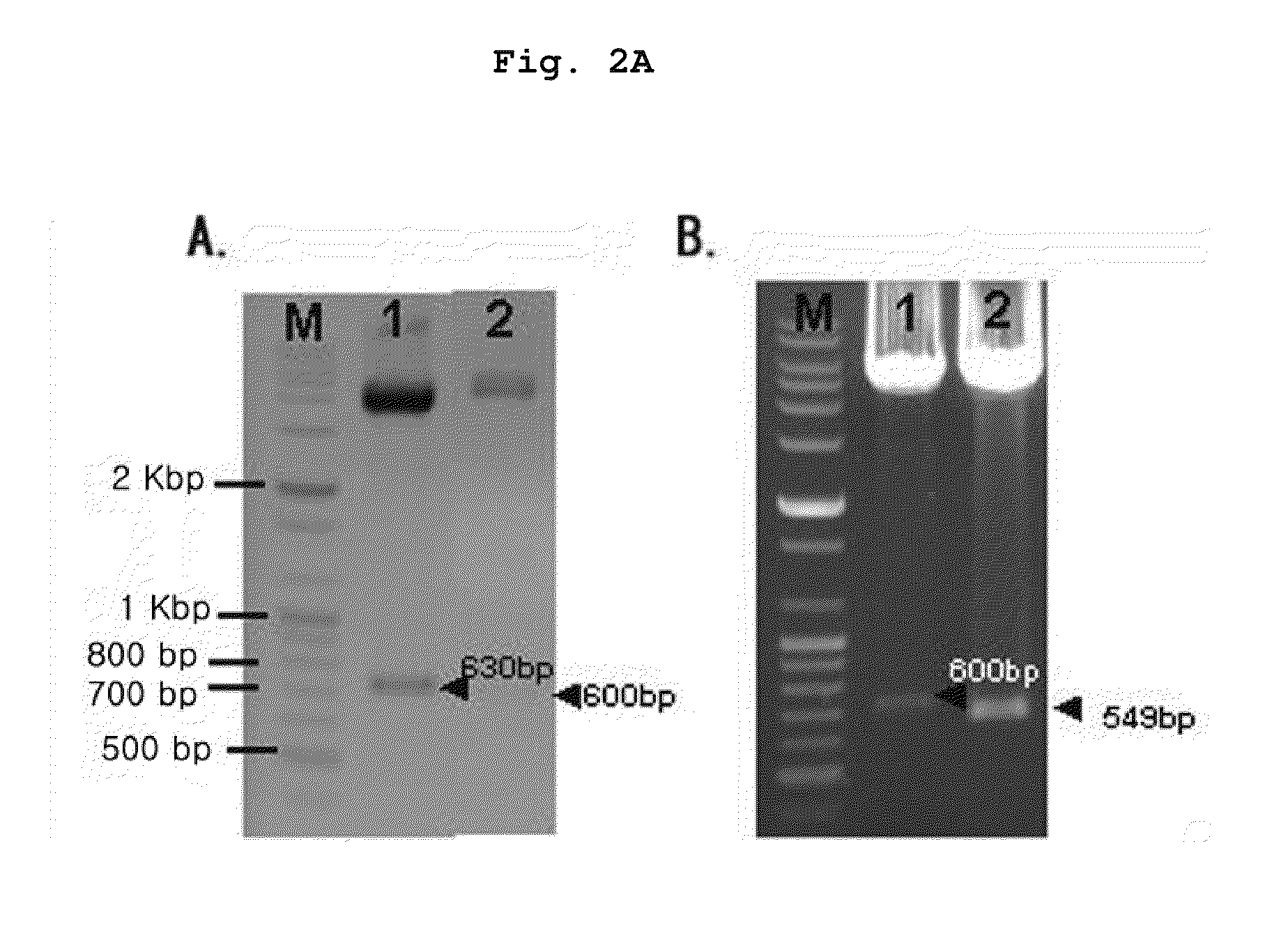 Recombinant chimeric acetylcholine receptors and their derivatives recognized by CD4 T cells of myasthenic patients for the treatment of myasthenia gravis