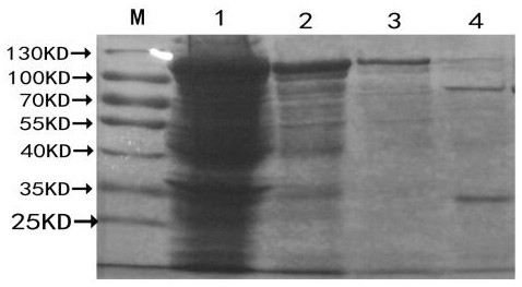 A kind of genetic engineering horseshoe crab blood g factor and its preparation method and application