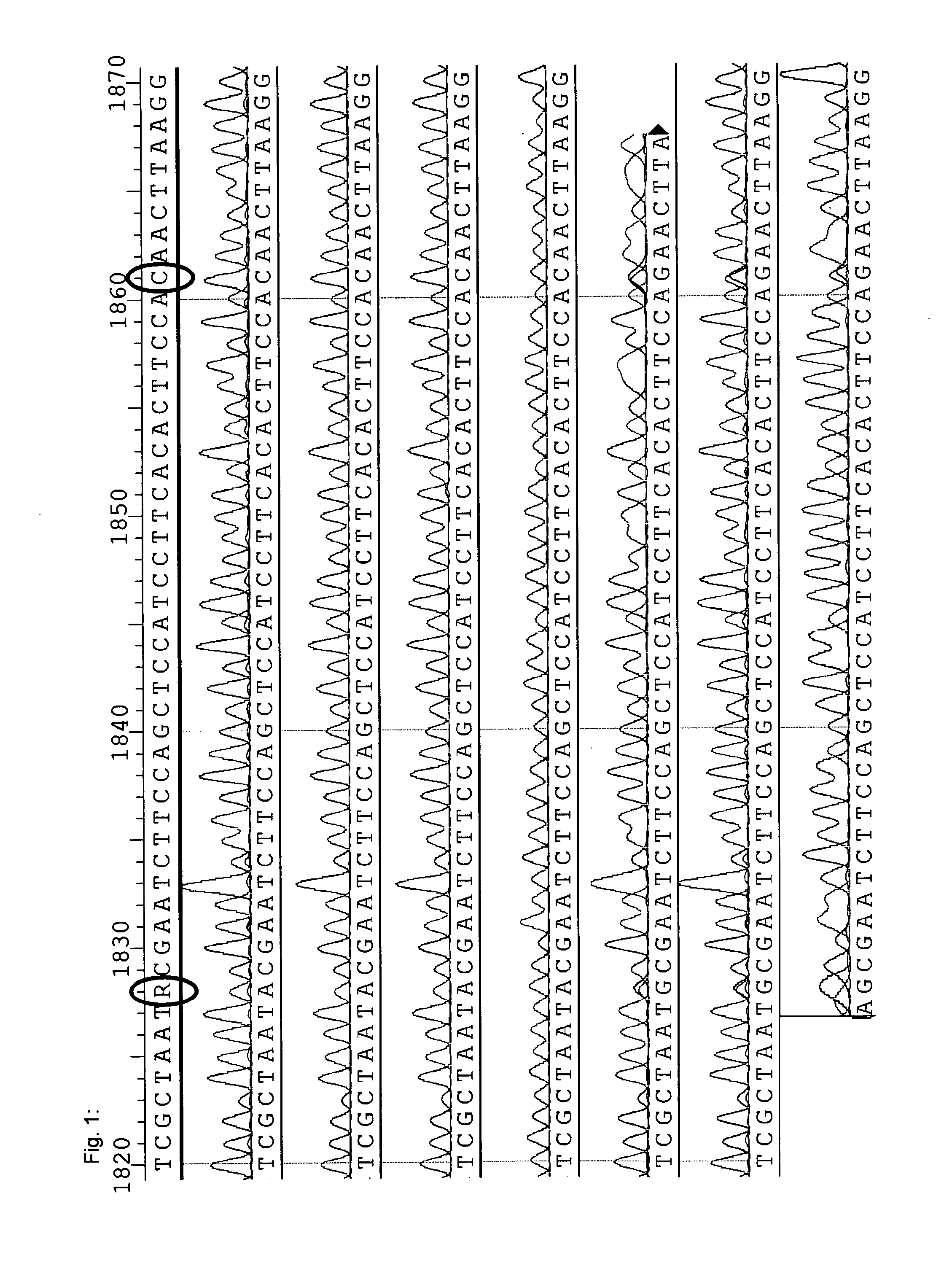 Horseradish Peroxidase Isoenzymes