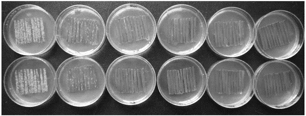 Spray vaccination method for Blumeria graminis f.sp.tritici