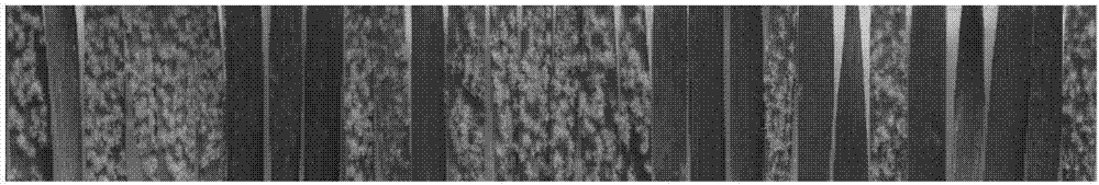 Spray vaccination method for Blumeria graminis f.sp.tritici