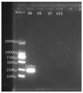 Nucleotide specific to vibrio cholerae O6, O4, O7 and O15 and application of nucleotide