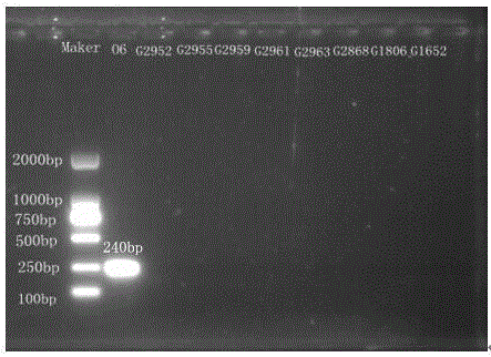 Nucleotide specific to vibrio cholerae O6, O4, O7 and O15 and application of nucleotide