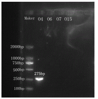 Nucleotide specific to vibrio cholerae O6, O4, O7 and O15 and application of nucleotide