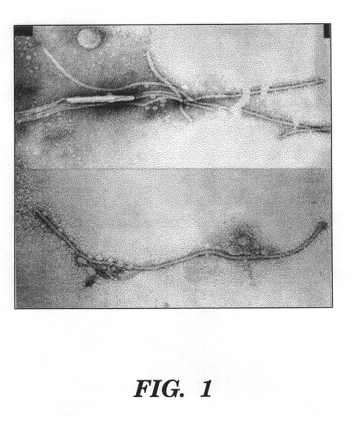 Grapevine leafroll virus proteins and their uses