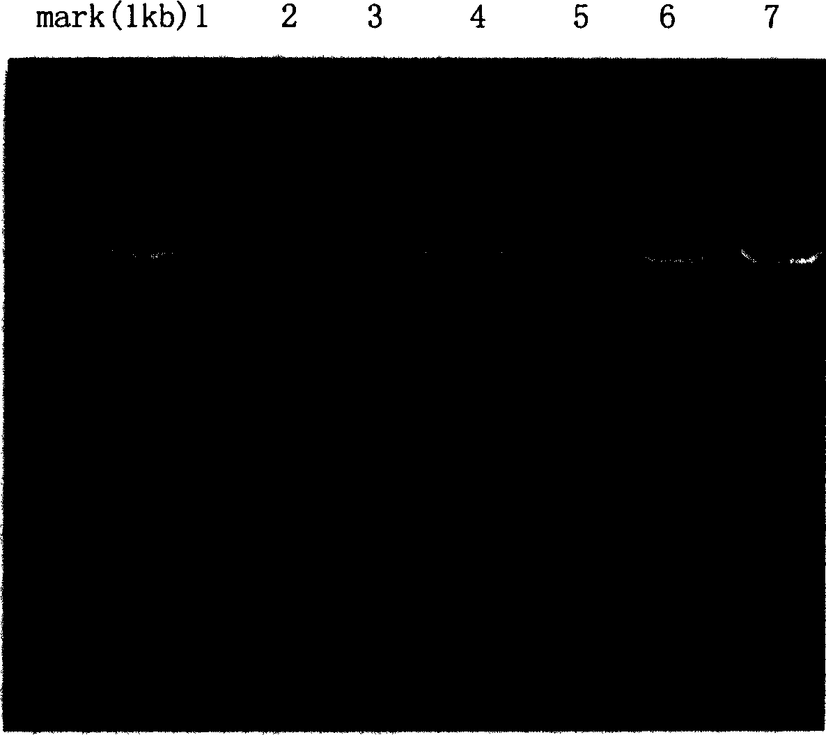 SiRNA and expression carrier for inhibiting human telomerase reversed transcriptive enzyme gene expression and their pharmaceutical use