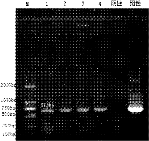 Reagent for extracting pathogenic nucleic acid from animal tissue sample