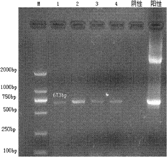 Reagent for extracting pathogenic nucleic acid from animal tissue sample