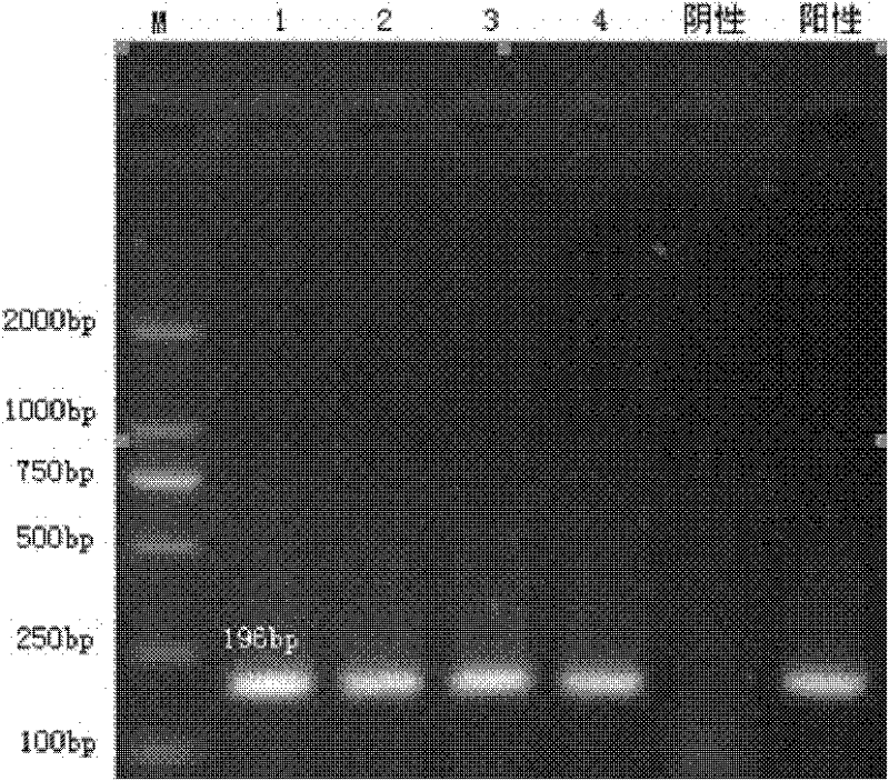 Reagent for extracting pathogenic nucleic acid from animal tissue sample