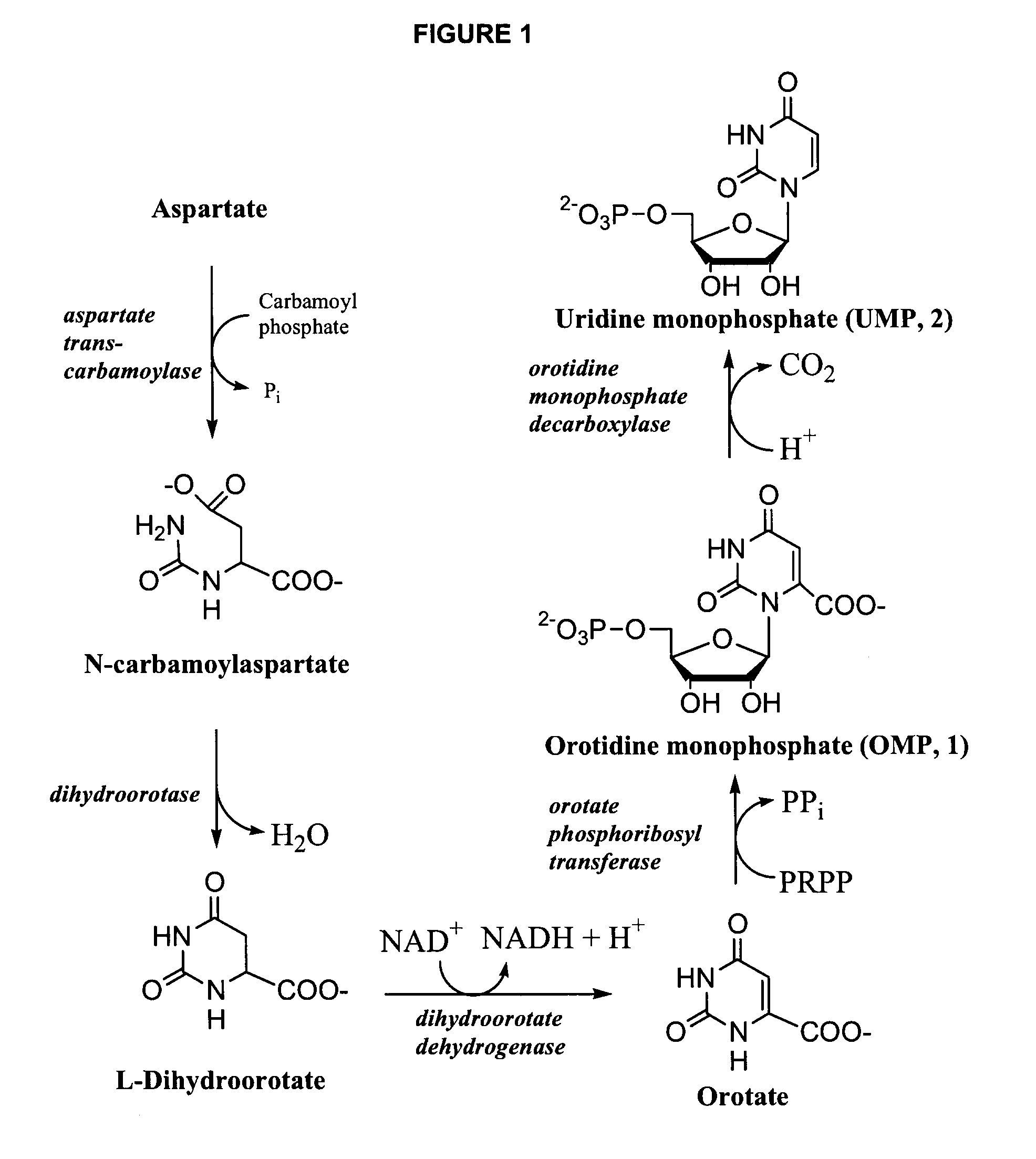 Odcase inhibitors for the treatment of malaria