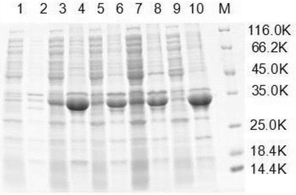 Method for preparing swine-original interferon-gamma 3 and application