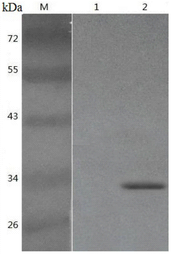 Method for preparing swine-original interferon-gamma 3 and application