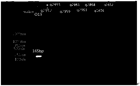 Nucleotides specific to Aeromonas hydrophila o13, o36, o16 and o19 and their application