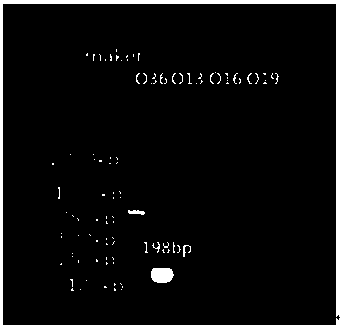 Nucleotides specific to Aeromonas hydrophila o13, o36, o16 and o19 and their application