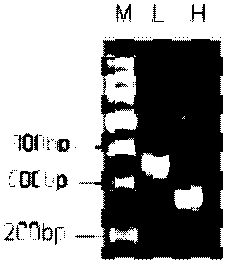 Single-chain antibody against fenitrothion and preparation method thereof