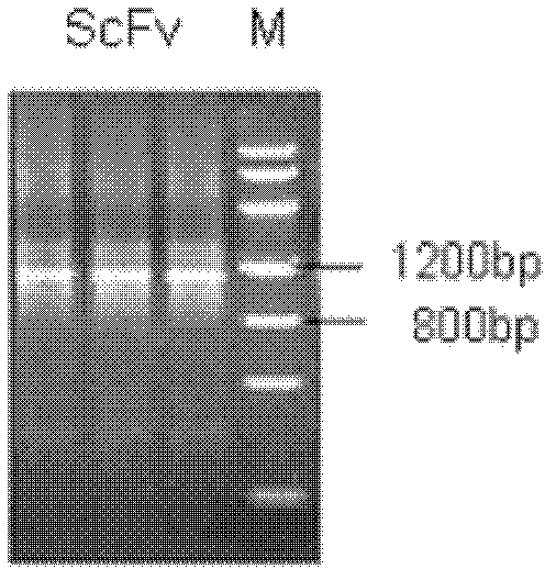 Single-chain antibody against fenitrothion and preparation method thereof