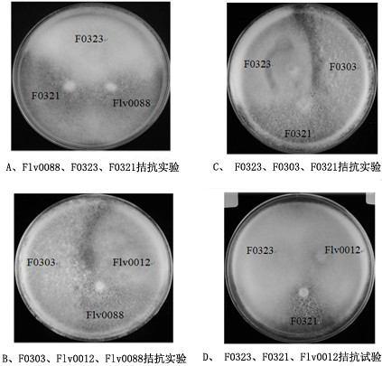 Flammulina velutipes suitable for industrial cultivation and molecular identification method of flammulina velutipes