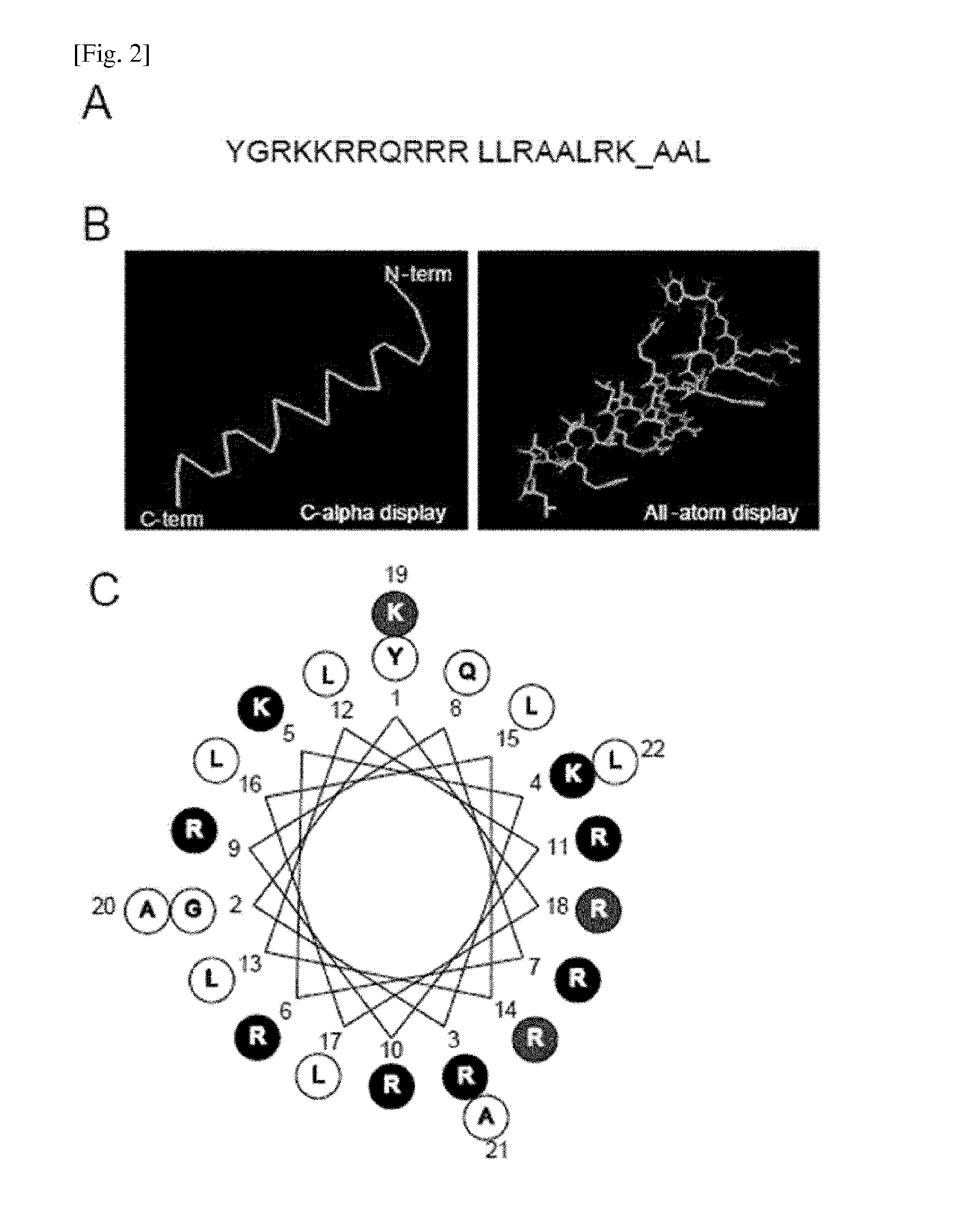 Mitochondrial targeting peptide