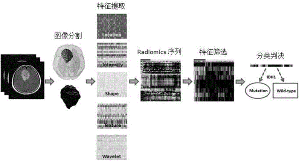 Brain glioma molecular marker nondestructive prediction method and prediction system based on radiomics