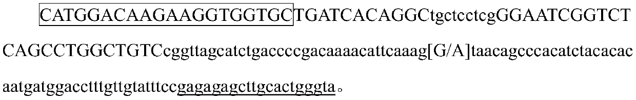 Trachinotus ovatus gender specific molecular marker primer and application thereof