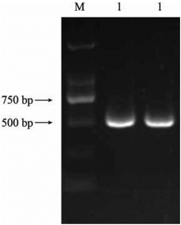 Western balsam poplar PtrZFP103 gene as well as coding protein and application thereof