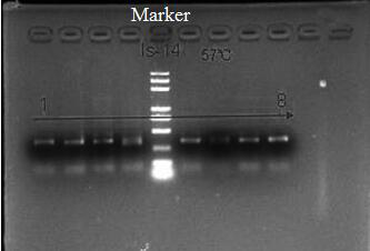 Four-base Microsatellite Genetic Marker Site and Its Screening Method in Forest Musk Deer