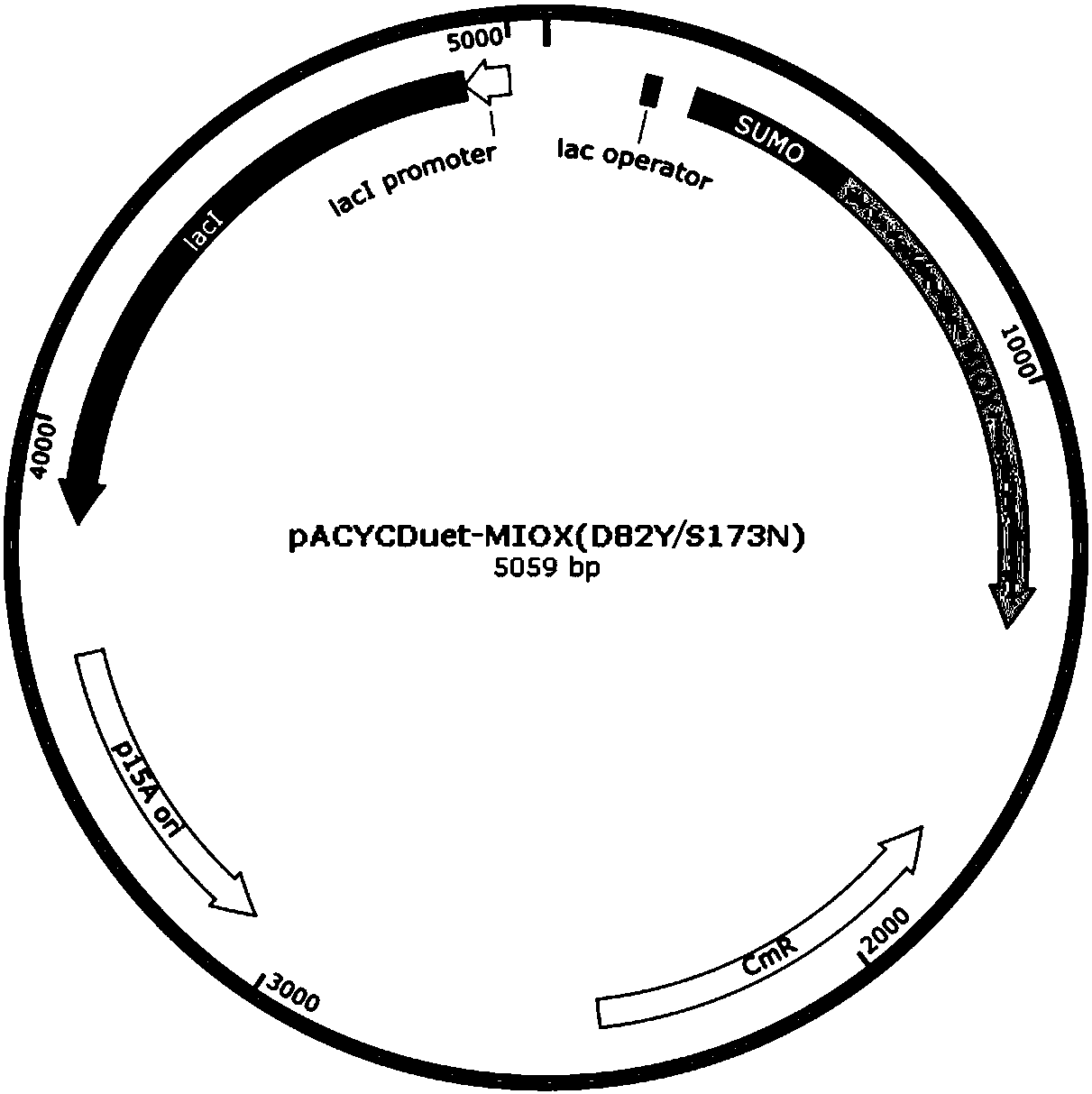 Inositol oxidase mutant, as well as coding gene and application thereof