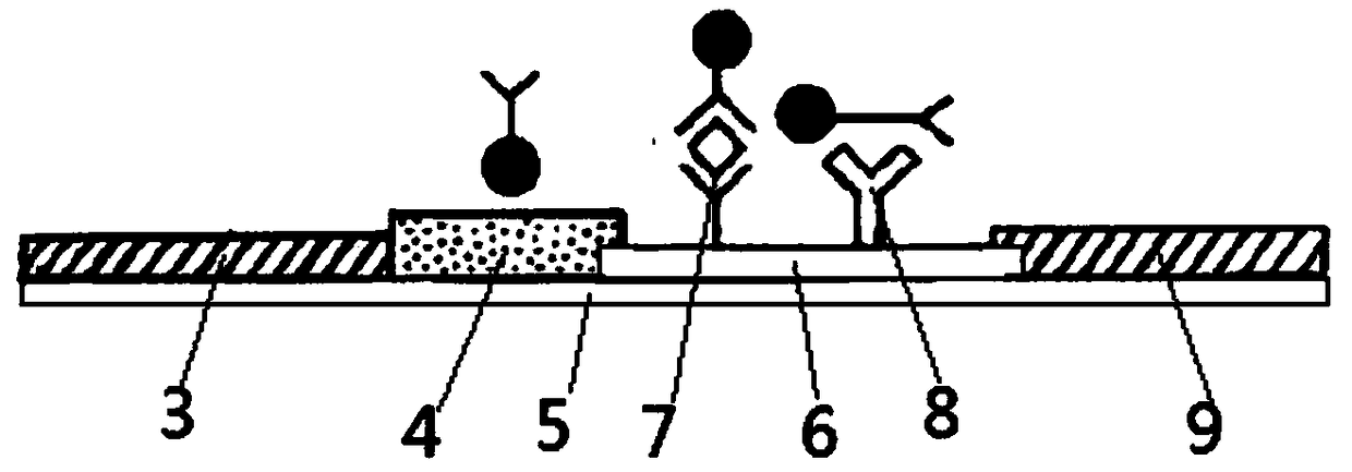 Candida albicans colloidal gold detecting card and application thereof