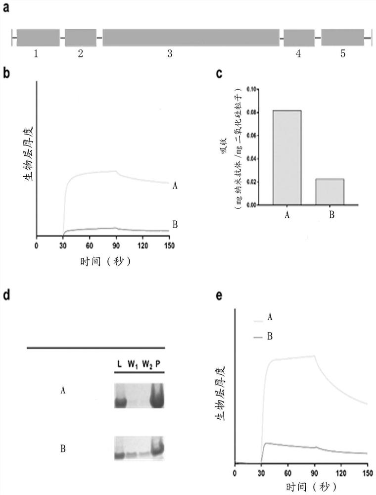 Polypeptides and applications for protein surface immobilization