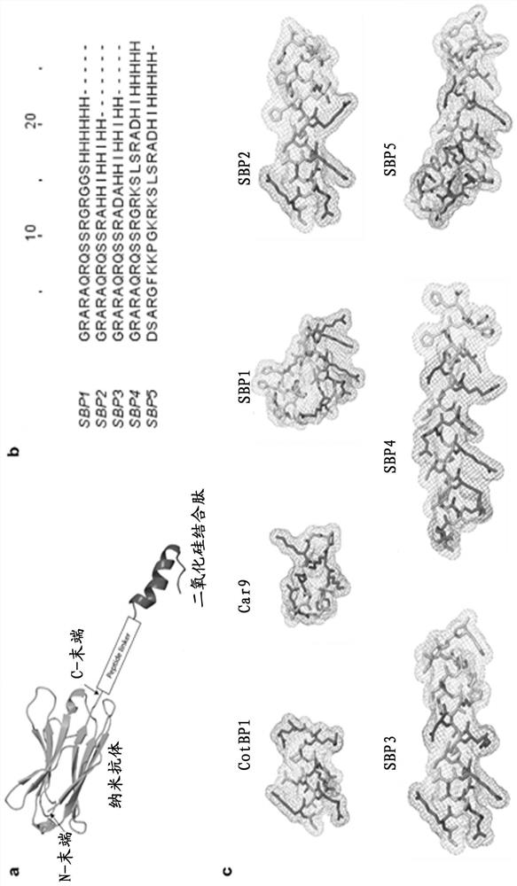 Polypeptides and applications for protein surface immobilization