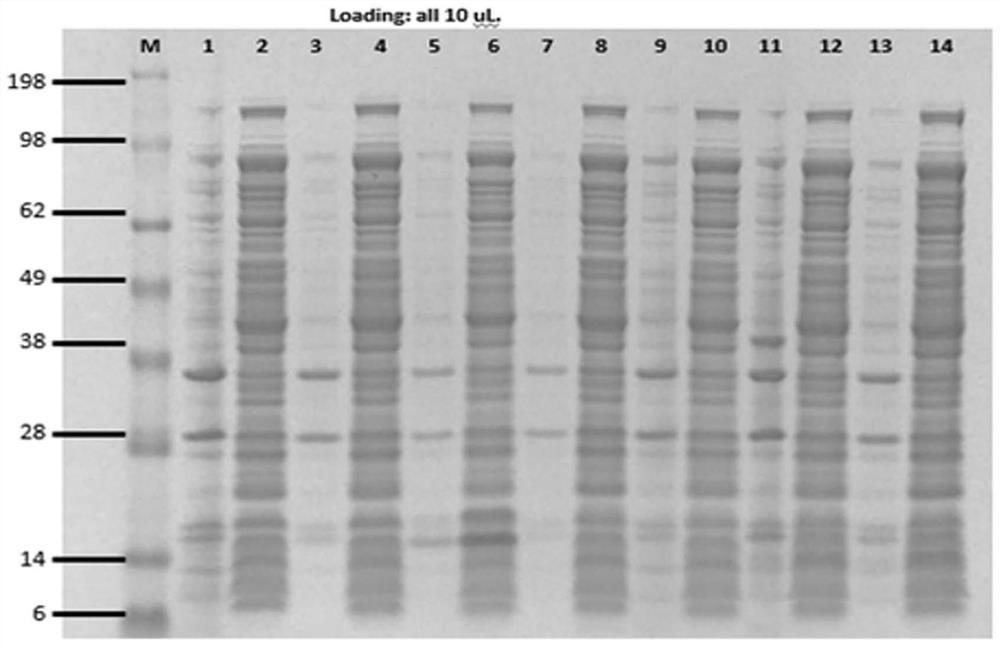 Polypeptides and applications for protein surface immobilization