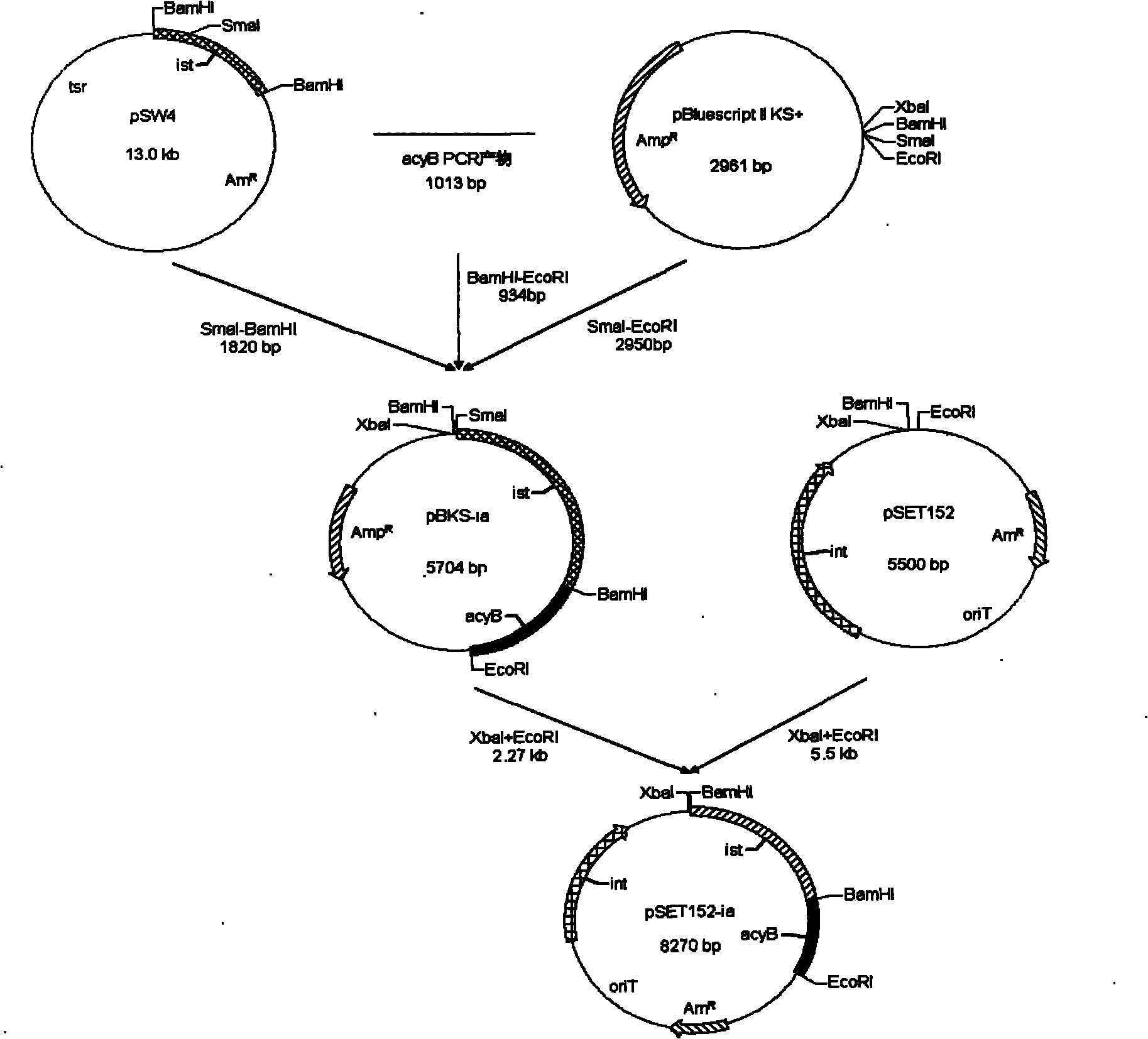 Isovalerylspiramycin I component high-content high-yield genetic engineering bacteria