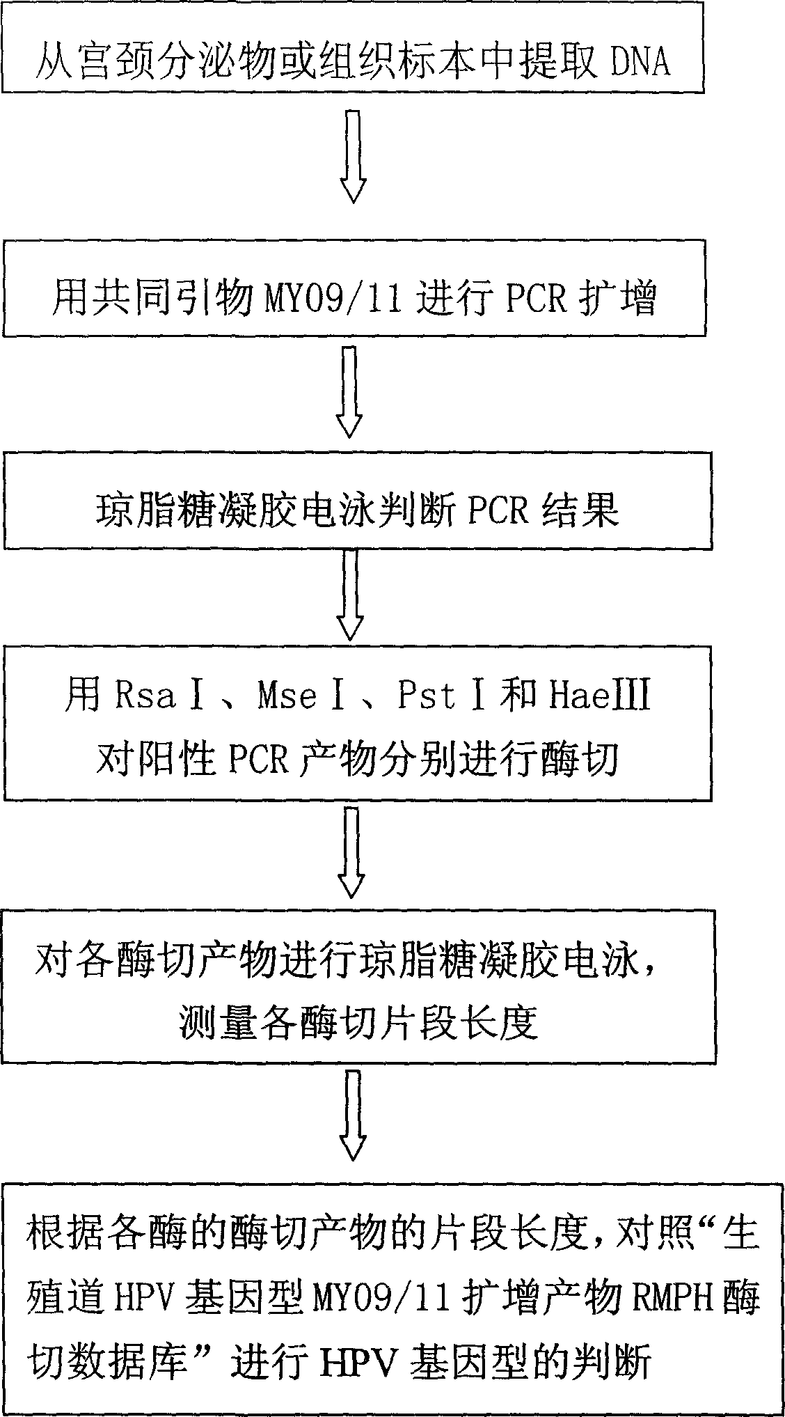 Process for detecting and typing all known genital tract human papillomavirus