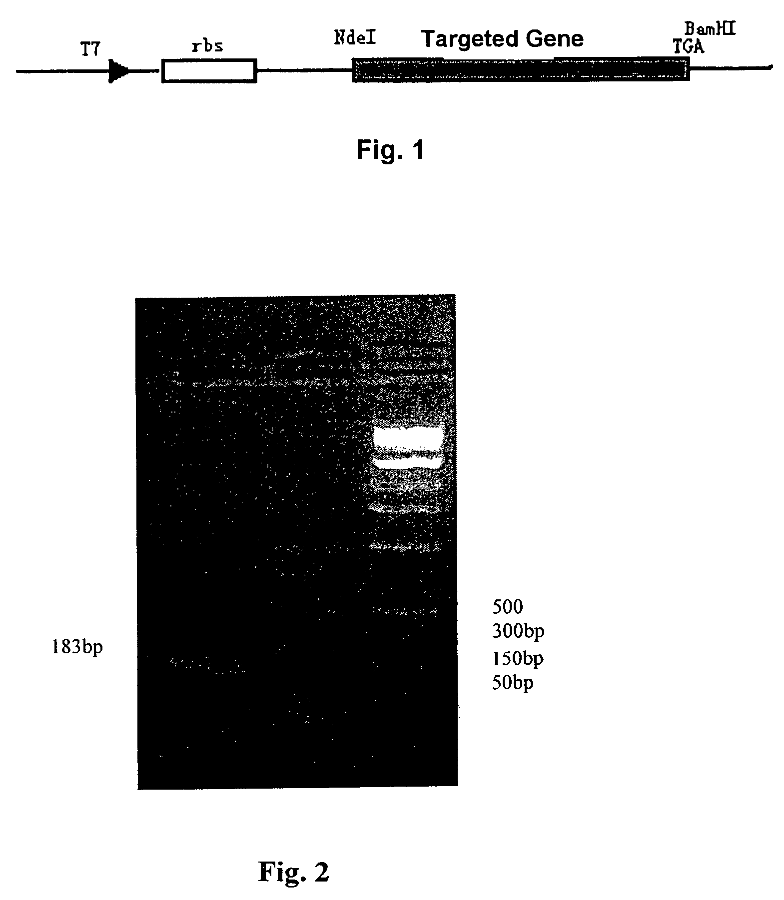 Neuregulin based methods and compositions for treating cardiovascular diseases