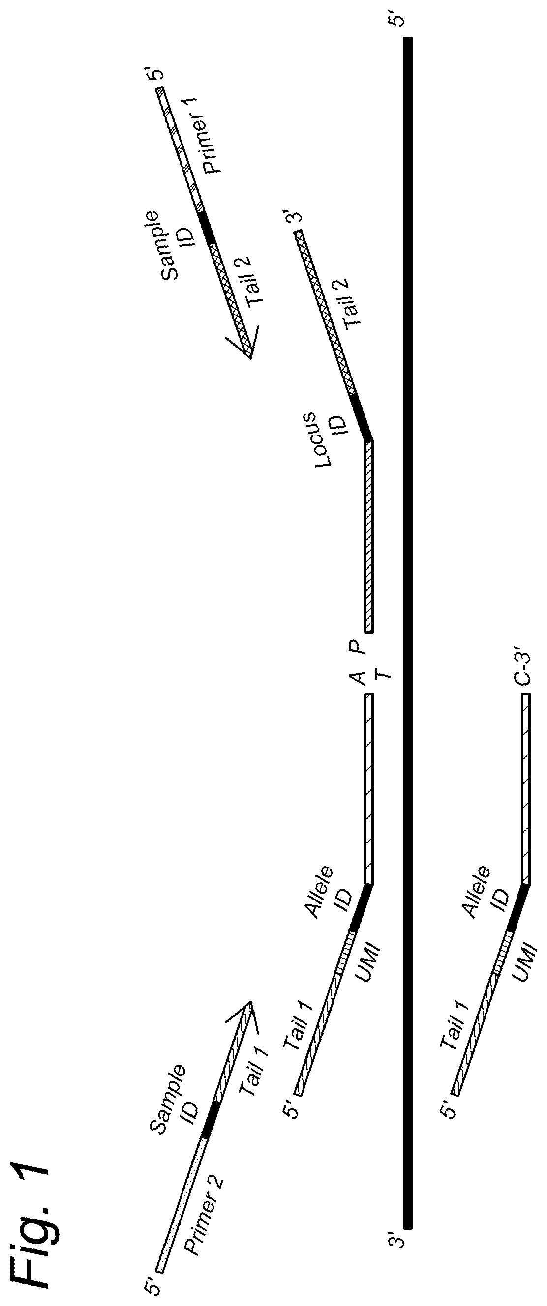 Genotyping of polyploids