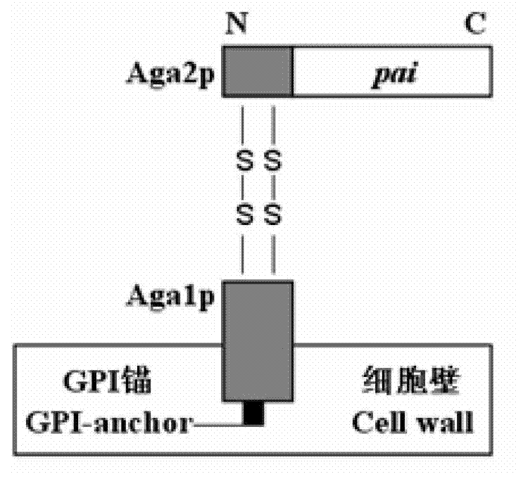 Fermentation method of conjugated linoleic acid and strain used in method