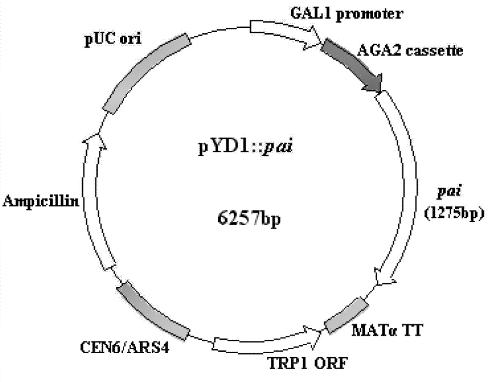 Fermentation method of conjugated linoleic acid and strain used in method