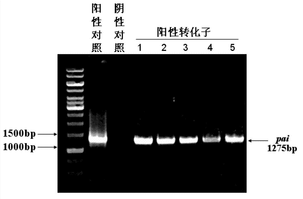 Fermentation method of conjugated linoleic acid and strain used in method