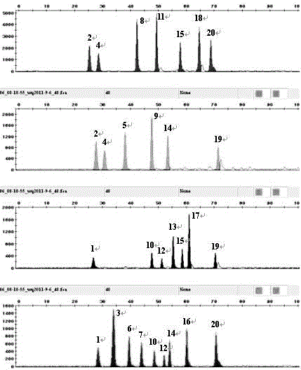 Typing method for multicolor fluorescence composite detection of 20 X-SNP sites