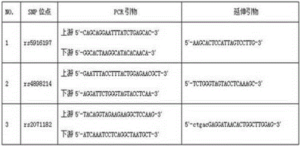 Typing method for multicolor fluorescence composite detection of 20 X-SNP sites