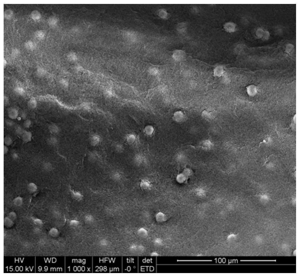 A kind of polyimide airgel with lotus leaf effect and its preparation method and application