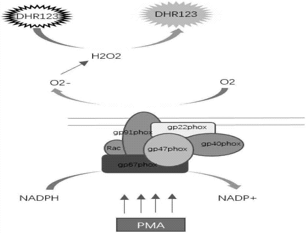 Kit for detecting neutrophile granulocyte respiratory burst function