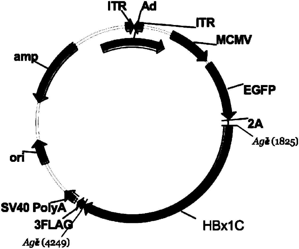 Targeted epigenome regulated and controlled hepatitis B virus (HBV)-resisting molecule HBx1C and application thereof