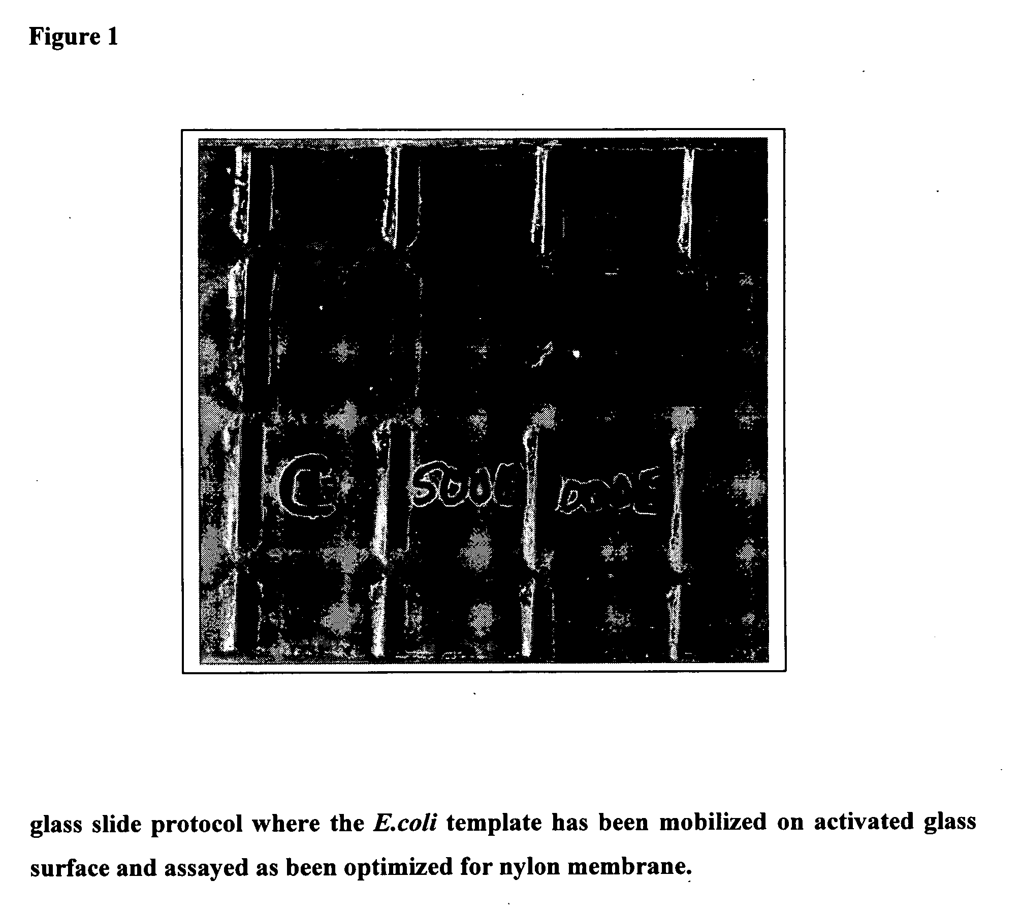 Method for detecting the presence of water born pathogens and indicator microorganism